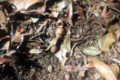 Macadamia tetraphylla