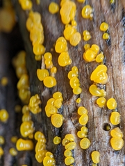 Dacrymyces capitatus