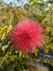 Calliandra haematocephala