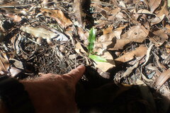 Macadamia tetraphylla