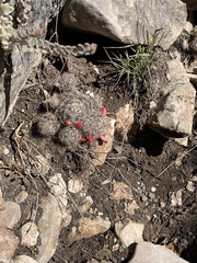 Mammillaria prolifera