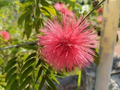 Calliandra haematocephala