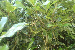 Macadamia tetraphylla