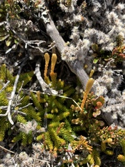 Austrolycopodium fastigiatum