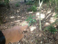 Macadamia tetraphylla