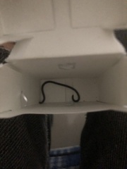 Indotyphlops braminus