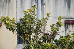 Acrocephalus dumetorum