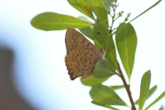 Paralucia pyrodiscus lucida