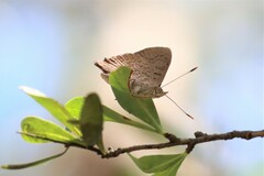 Paralucia pyrodiscus lucida