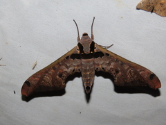 Adhemarius sexoculata