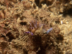 Pteraeolidia ianthina