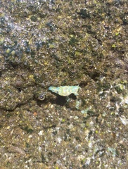 Lamprohaminoea cymbalum