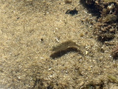 Girella elevata