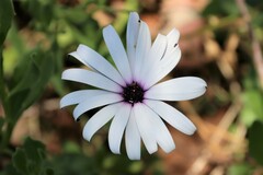 Dimorphotheca ecklonis