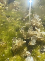 Lamprohaminoea cymbalum