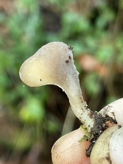 Hohenbuehelia auriscalpium