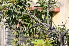 Zosterops palpebrosus