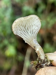 Hohenbuehelia auriscalpium