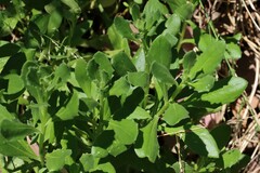 Dimorphotheca ecklonis