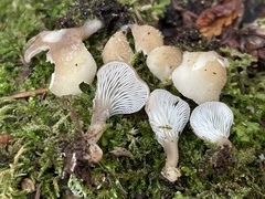 Hohenbuehelia auriscalpium