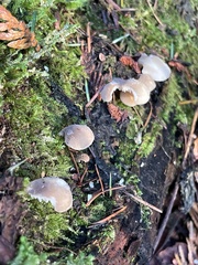Hohenbuehelia auriscalpium