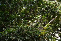 Acrocephalus dumetorum