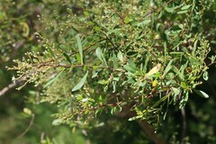 Bursaria spinosa spinosa