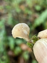 Hohenbuehelia auriscalpium
