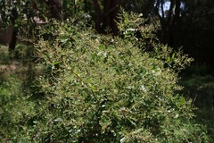 Bursaria spinosa spinosa