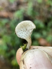 Hohenbuehelia auriscalpium