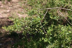 Bursaria spinosa spinosa