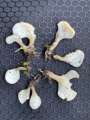 Hohenbuehelia auriscalpium