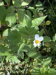 Bidens alba image