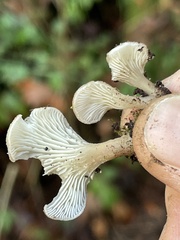 Hohenbuehelia auriscalpium