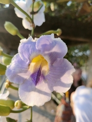 Thunbergia laurifolia