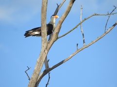 Caracara plancus cheriway