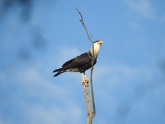 Caracara plancus cheriway