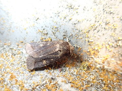 Proteuxoa tetronycha