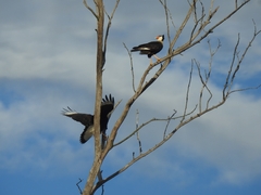 Caracara plancus cheriway