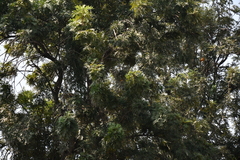 Pericrocotus cinnamomeus