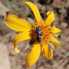 Augochlora nigrocyanea