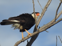 Caracara plancus cheriway