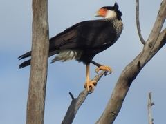 Caracara plancus cheriway