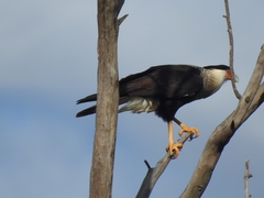 Caracara plancus cheriway