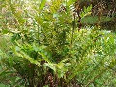 Acrostichum danaeifolium