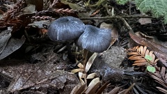 Cyanula