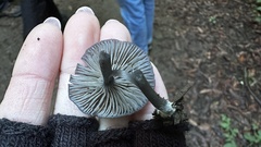 Cyanula