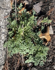 Capnoides sempervirens