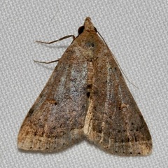 Bleptina caradrinalis