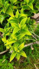 Geniostoma ligustrifolium